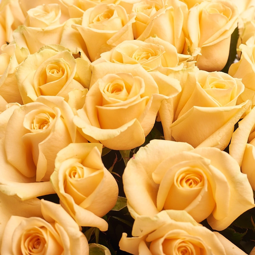 Картинка Букет из 101 розы сорта  Пич Аваланж 50 см