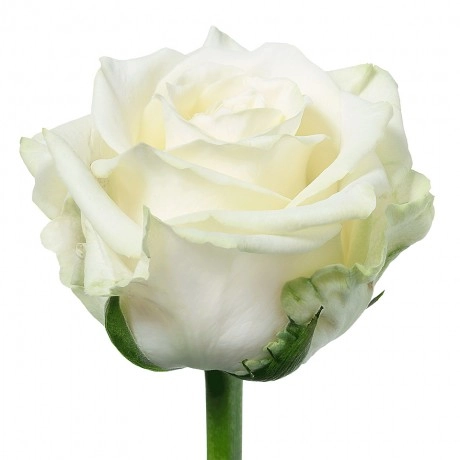 Роза Аваланж