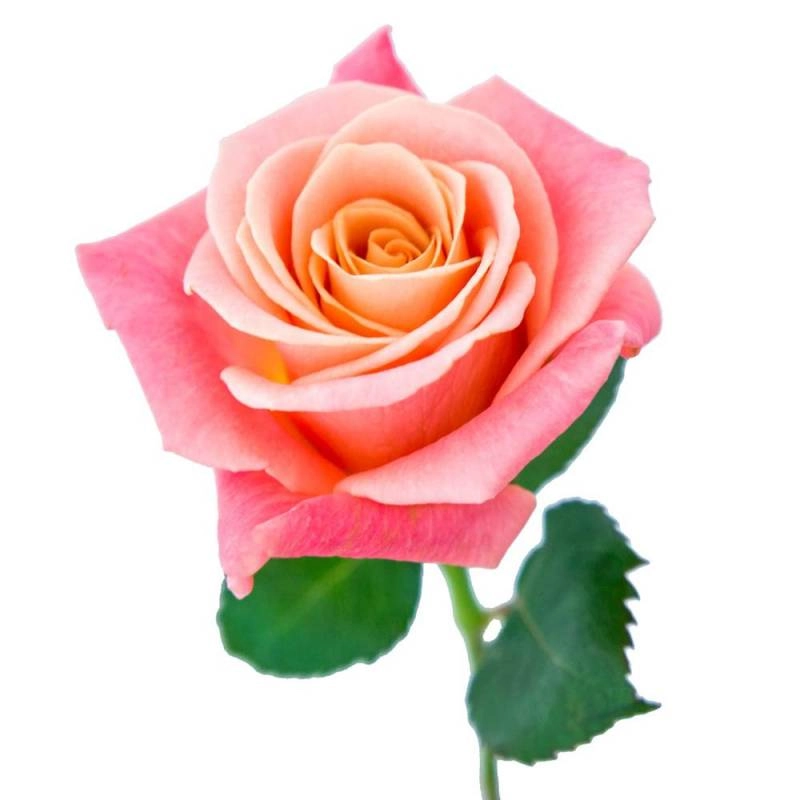 Роза Мисс Пигги