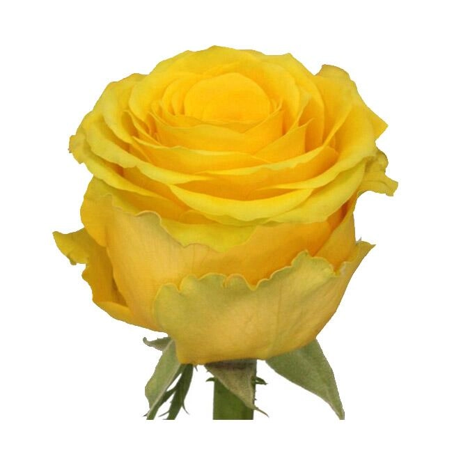 Картинка Роза Пенни Лейн