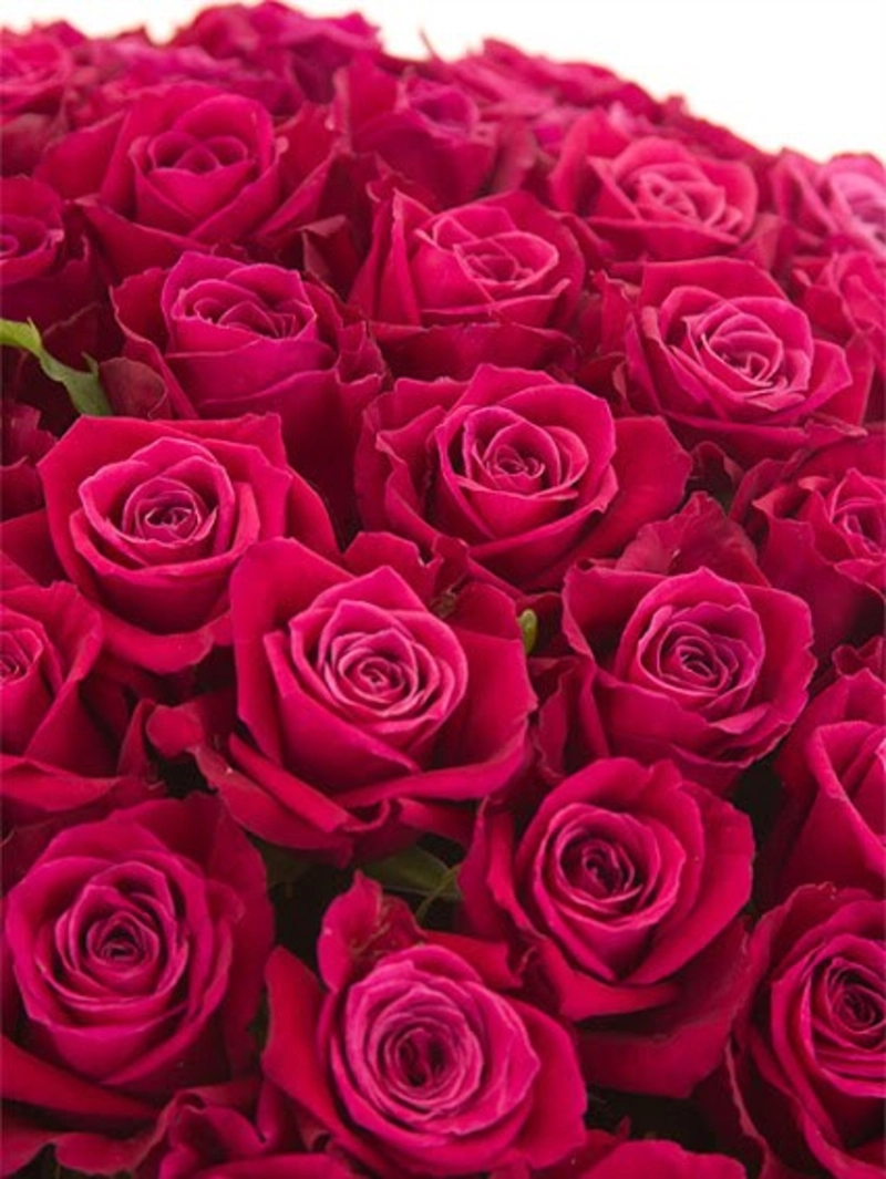 Картинка Роза Шангрила