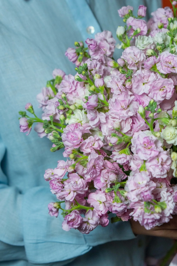 Картинка Букет из 15 маттиол " Май"