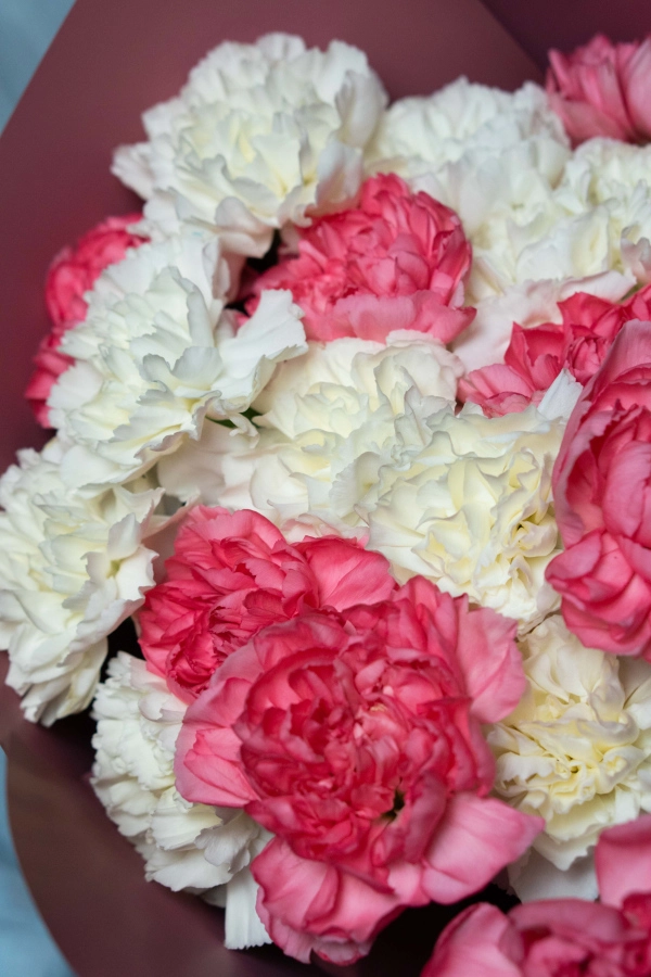 Картинка Букет из 25 гвоздик "Венера"