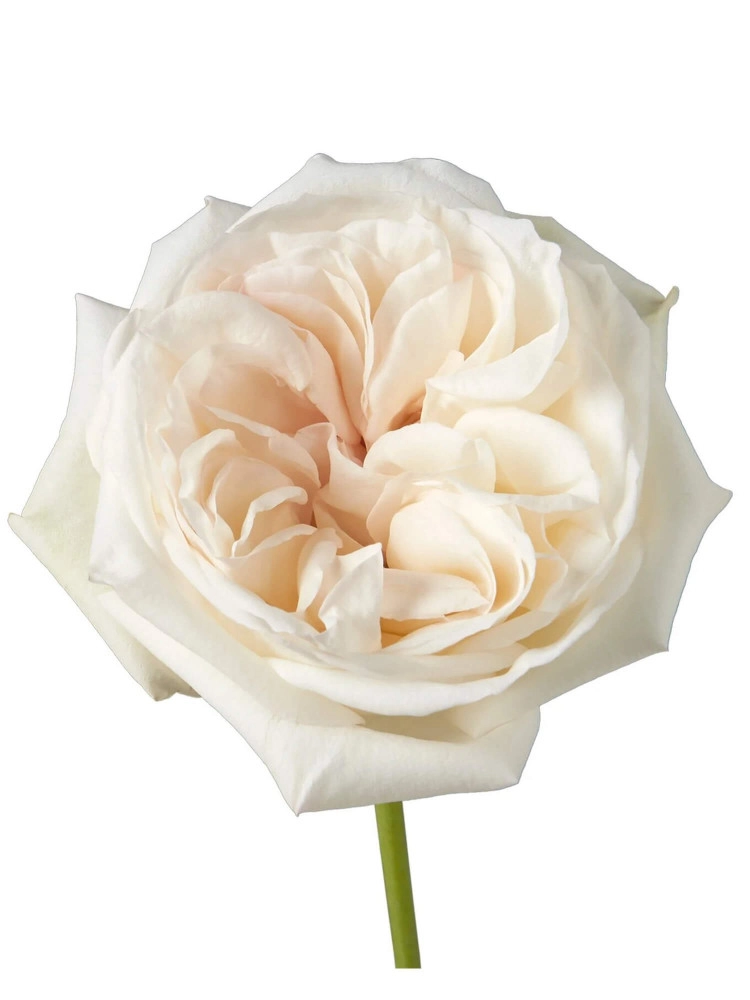 Картинка Роза Вайт Охара