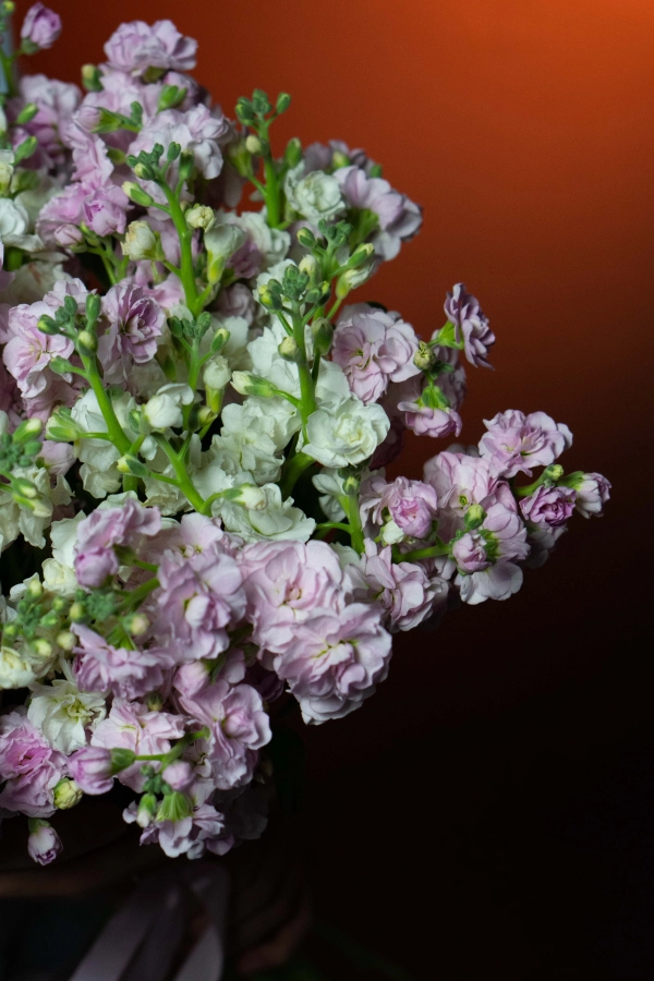 Картинка Букет из 15 маттиол " Май"