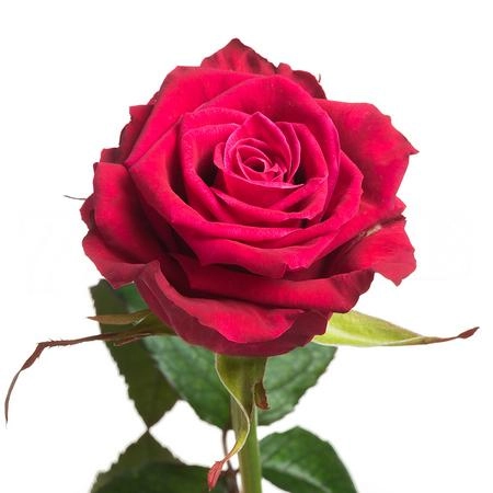 Картинка Роза Шангрила