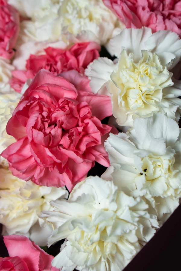 Картинка Букет из 25 гвоздик "Венера"