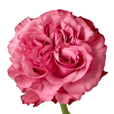 Картинка Роза Кантри блюз