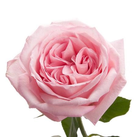 Роза Пинк Охара