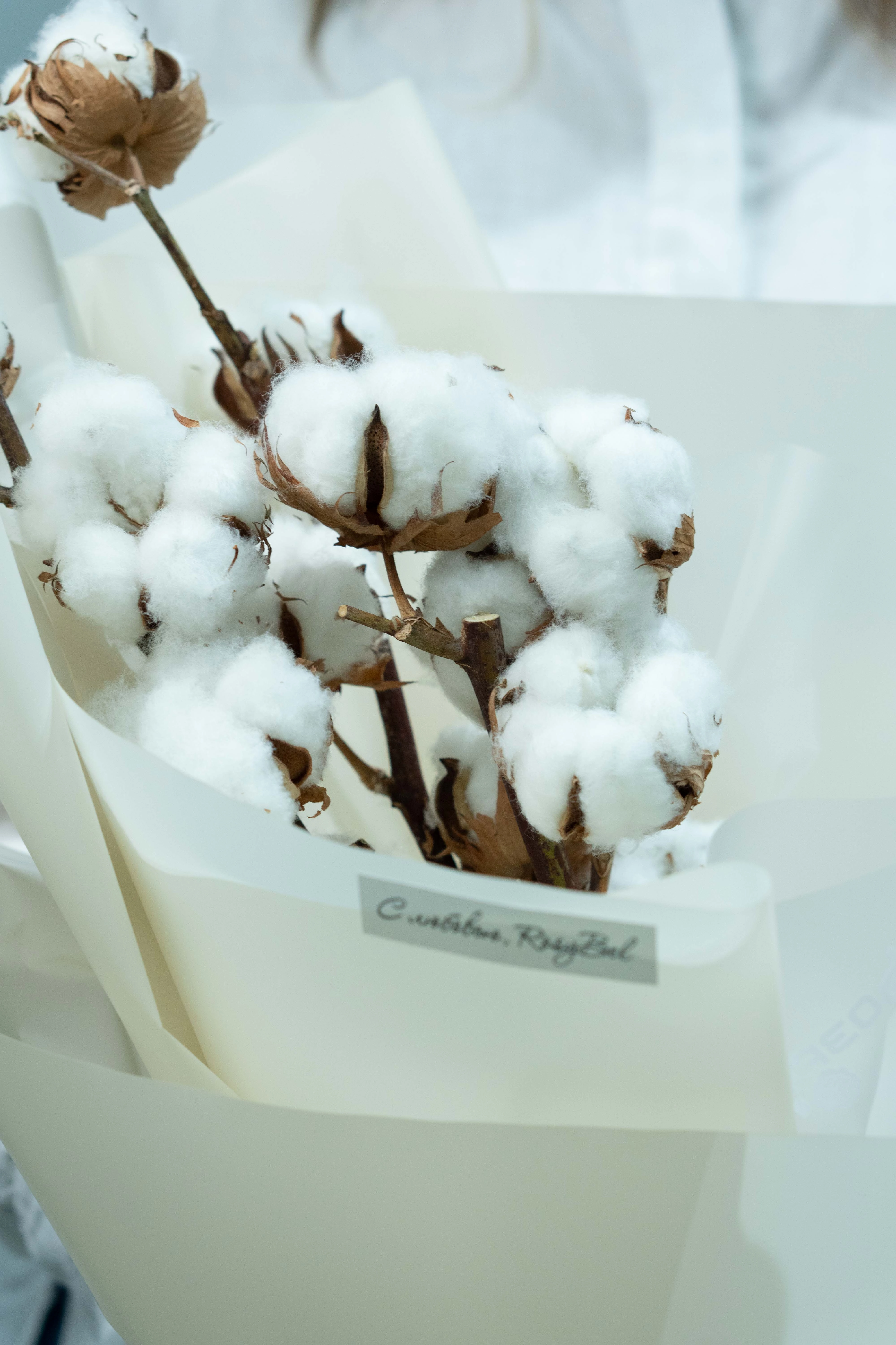 Картинка Букет из 3 веток хлопка