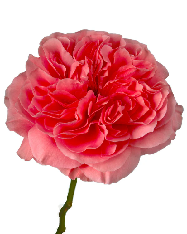 Картинка Роза Кенди Экспрешн